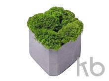 Кашпо бетонное со мхом «Гама»