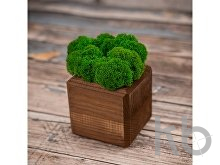 Композиция «Мох в интерьере»