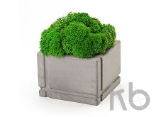 Кашпо бетонное со мхом «Square»