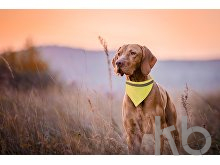 reflective dog's collar