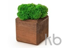 Композиция «Мох в интерьере»