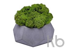 Кашпо бетонное со мхом «Альфа»
