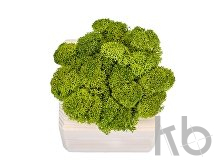 Композиция «Мох в интерьере»