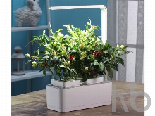 Компактный смарт-сад «iGarden LED» с подсветкой