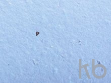 Блокнот А6 с бумажным карандашом и семенами цветов микс