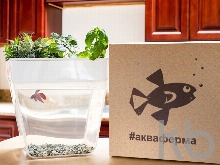 Набор для выращивания растений и ухода за рыбкой «Акваферма»