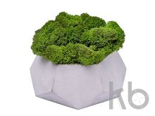 Кашпо бетонное со мхом «Альфа»