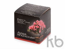 Подарочный набор «Вырасти Бонсай дома. Айва Японская»