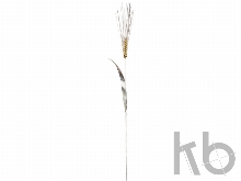 Колос золотой