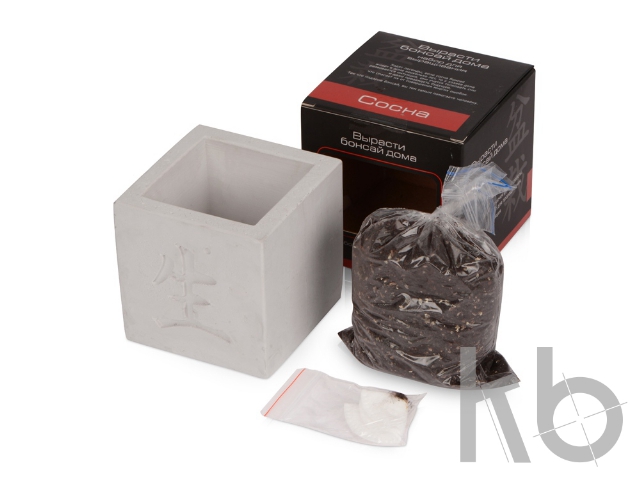 Подарочный набор «Вырасти Бонсай дома. Сосна»