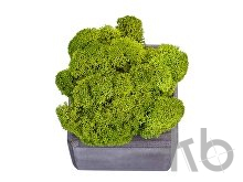 Композиция «Мох в интерьере»