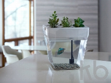 Набор для выращивания растений и ухода за рыбкой «Акваферма»