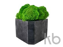 Кашпо бетонное со мхом «Гама»