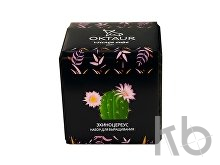 Набор для выращивания «Small village cube «Эхиноцереус»