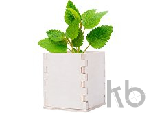 mint herb pot