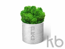 Мох Ягель натуральный