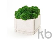 Кашпо бетонное со мхом «Square»
