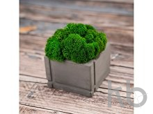 Кашпо бетонное со мхом «Square»