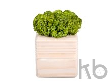 Композиция «Мох в интерьере»