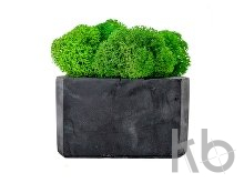 Кашпо бетонное со мхом «Гама»