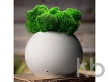 Кашпо бетонное со мхом «Сфера»