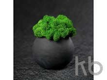 Кашпо бетонное со мхом «Сфера»