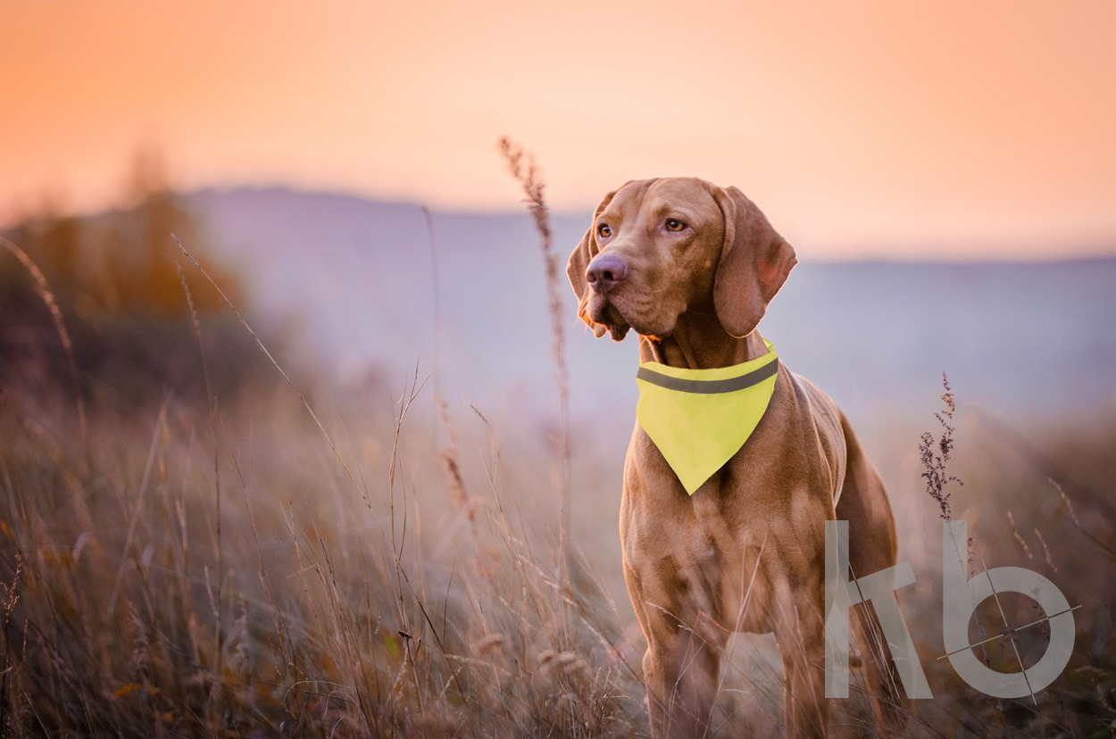 reflective dog's collar