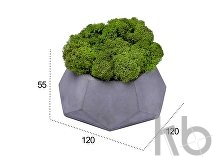 Кашпо бетонное со мхом «Альфа»