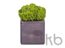 Композиция «Мох в интерьере»