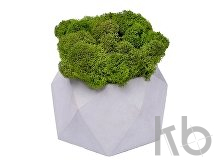 Кашпо бетонное со мхом «Бета»