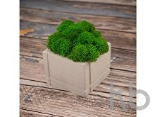 Кашпо бетонное со мхом «Square»