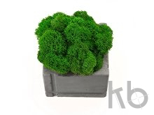 Кашпо бетонное со мхом «Square»