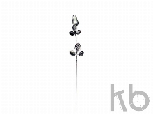 Роза с серебряным бутоном