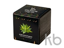 Набор для выращивания «Small village cube «Агава Благородная»