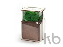 Композиция «Мох в интерьере»