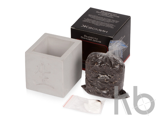 Подарочный набор «Вырасти Бонсай дома. Жасмин»